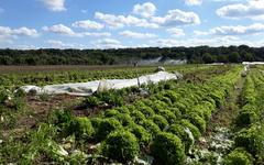 Agriculture en Île-de-France : l’université de Cergy-Pontoise va former de futurs maraîchers