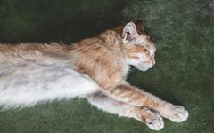 Loire : les locataires expulsés laissent des dizaines de chats congelés