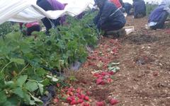 Les fortes chaleurs révèlent les difficultés de la filière de fraises françaises