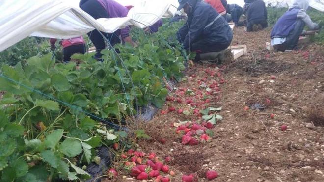 Les fortes chaleurs révèlent les difficultés de la filière de fraises françaises