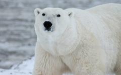 Écologie – Cinq choses à savoir sur Nougat, l’ours polaire adopté à l’Élysée par Emmanuel Macron