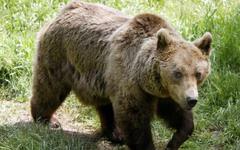 Ourse abattue dans les Pyrénées : manifestation après des gardes à vue de chasseurs