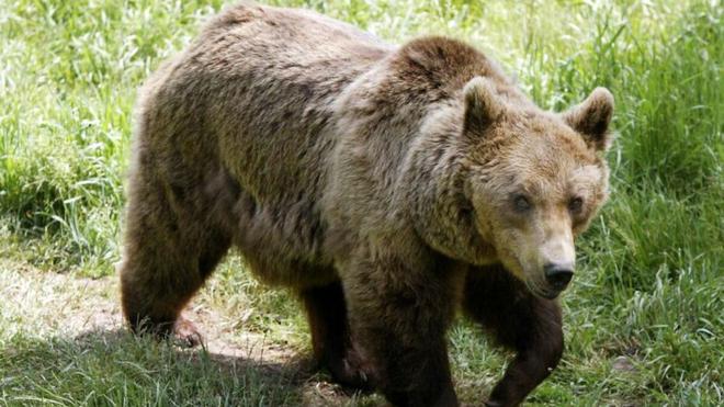 Ourse abattue dans les Pyrénées : manifestation après des gardes à vue de chasseurs