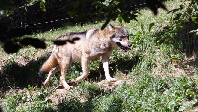 Hautes-Pyrénées: le préfet autorise des tirs de défense sur le loup responsable d'attaques au Hautacam