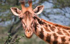 Pourquoi les girafes ont-elles un si long cou ?