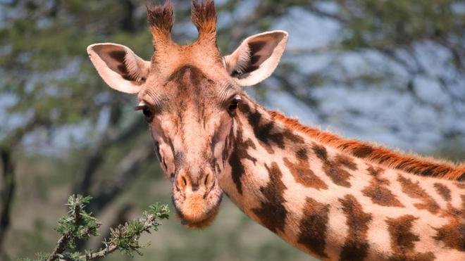 Pourquoi les girafes ont-elles un si long cou ?