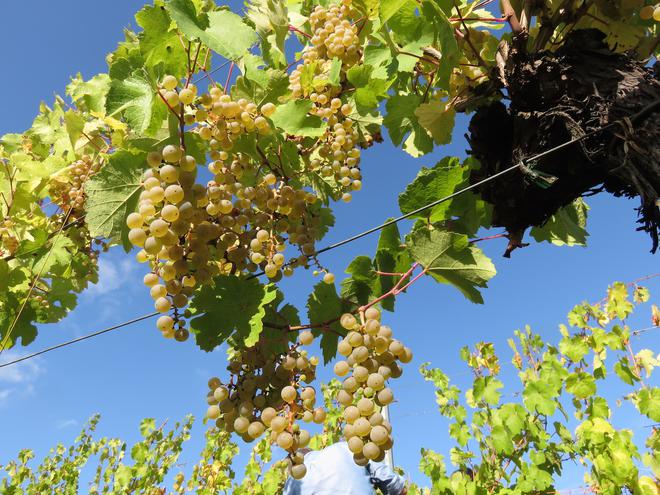 Le vin blanc alsacien va-il disparaître avec le changement climatique ?