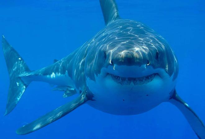 Pourquoi ne devrions-nous pas avoir peur des requins ?