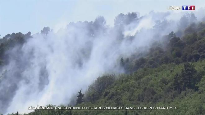 Sécheresse : une centaine d'hectares menacés dans les Alpes-Maritimes