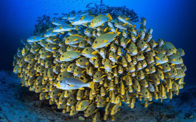 Pour le Cousteau Day un florilège de vidéos sur l'environnement avec son fils