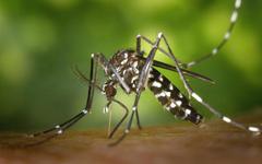 Ain : comment lutter contre la prolifération du moustique tigre ?