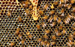Orne : les abeilles en danger, les apiculteurs se battent pour les préserver