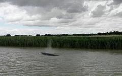 Seine-Maritime : un mois après l'orque, un nouveau cétacé aperçu dans l'estuaire de la Seine