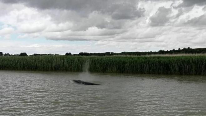 Seine-Maritime : un mois après l'orque, un nouveau cétacé aperçu dans l'estuaire de la Seine