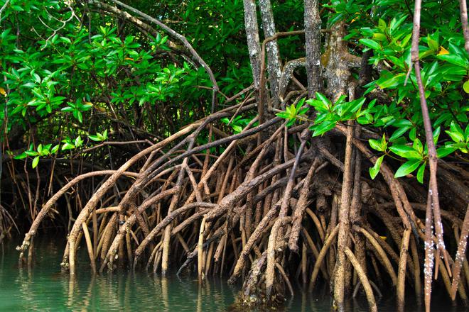 La mangrove, cette si précieuse zone tampon