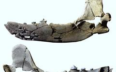 D’énormes « chiens-ours » peuplaient les Pyrénées il y a 12 millions d’années