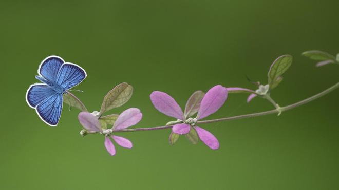 Papillons et coccinelles : qui veut participer au recensement des insectes de Caux Seine agglo ?