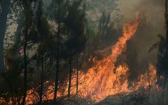 DIRECT. Incendies : 17000 hectares ravagés en Gironde, des feux progressent dans le Finistère et la Manche