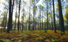 Forêts: le Parc du Morvan saisit le Conseil d'État pour limiter les coupes rases