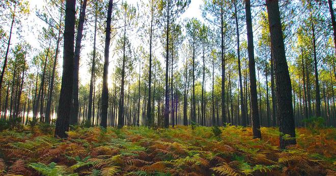 Forêts: le Parc du Morvan saisit le Conseil d'État pour limiter les coupes rases