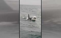 Orque morte dans la Seine : Sea Shepherd offre 10.000 euros pour savoir qui a tiré sur le cétacé