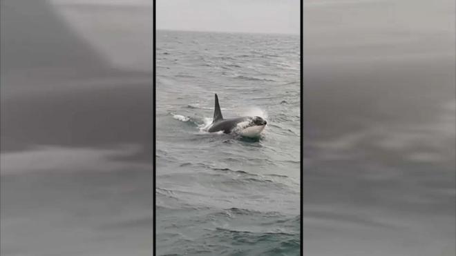 Orque morte dans la Seine : Sea Shepherd offre 10.000 euros pour savoir qui a tiré sur le cétacé