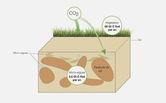 De l’importance du rôle des algues terrestres dans le cycle du carbone