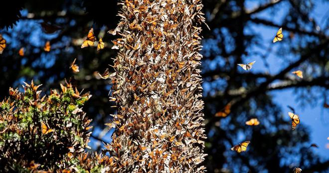 Notre reportage au cœur du sanctuaire des papillons monarques, menacés d'extinction