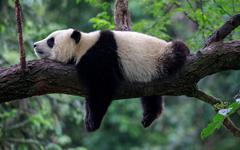 Le plus vieux panda du monde est mort