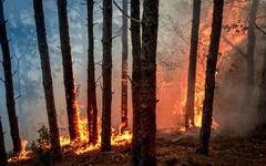 Incendies : Renforcer les services publics forestiers