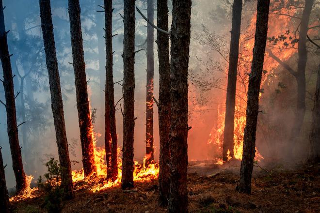 Incendies : Renforcer les services publics forestiers
