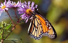 Quelles solutions pour sauver les papillons ?