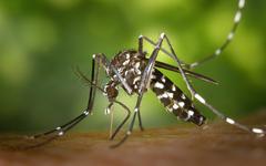 Faut-il craindre les moustiques en France cet été 2022 pour nos enfants?