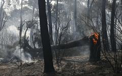Incendies : «On va battre des records d’hectares brûlés cette année», alertent les sénateurs