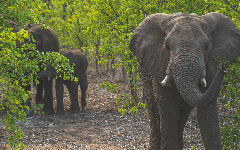 Botswana : l’intelligence artificielle pour atténuer le conflit homme-éléphant