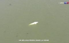 Un béluga perdu dans la Seine
