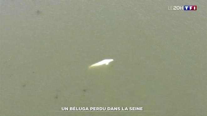 Un béluga perdu dans la Seine