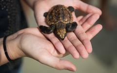 Etats-Unis : toutes les tortues marines de Floride naissent femelles en raison du réchauffement climatique