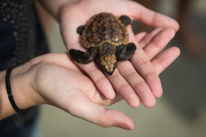 Etats-Unis : toutes les tortues marines de Floride naissent femelles en raison du réchauffement climatique