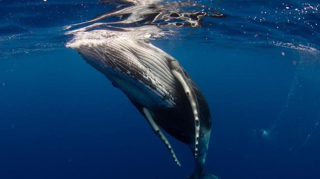 Bélugas, baleines, dauphins : pourquoi sont-ils désorientés ?