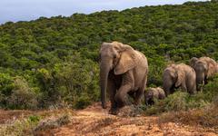 Les éléphants agissent contre le dérèglement climatique