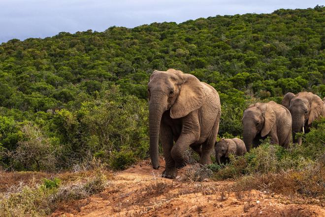Les éléphants agissent contre le dérèglement climatique