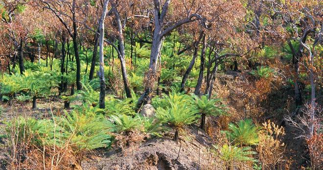 Comment la forêt australienne renaît de ses cendres