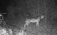 Dans le nord-ouest de la Lozère, la Brigade loup traque les "tueurs de troupeaux" pour les éliminer