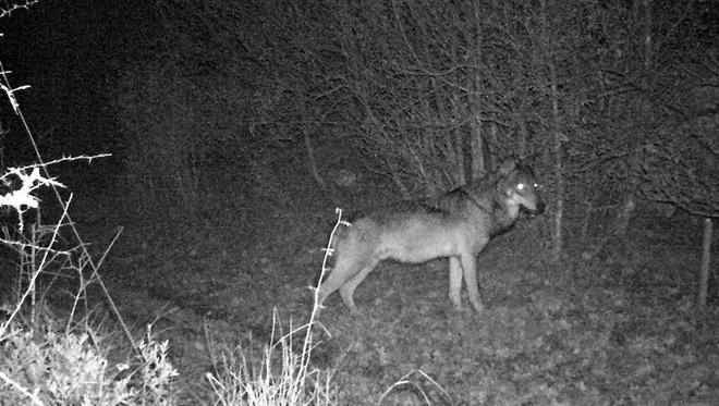 Dans le nord-ouest de la Lozère, la Brigade loup traque les "tueurs de troupeaux" pour les éliminer