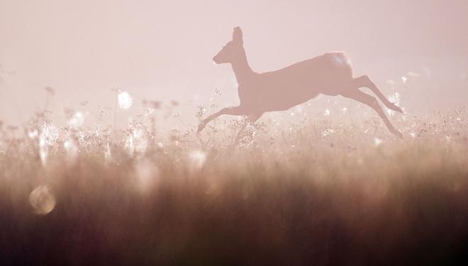 Sécheresse, incendies : moins de chasse = moins de casse, M. le Ministre !