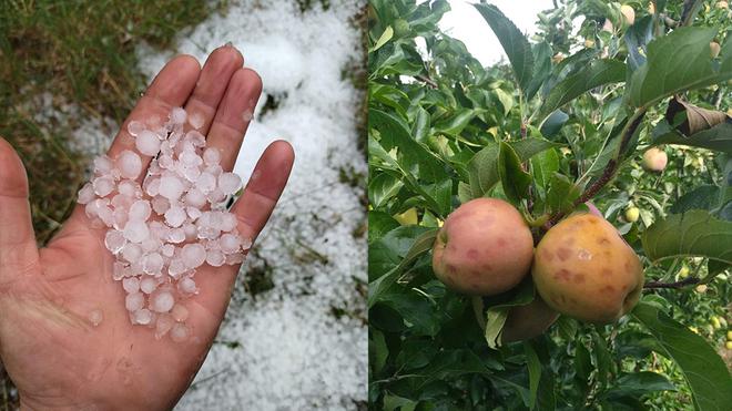 Chèvreville. Un violent orage s’abat sur le village, les vergers endommagés par la grêle