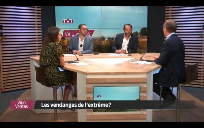 [REPLAY] « Vino Veritas », dans la chaleur des vendanges 2022