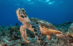 Machine learning : DeepMind et Zindi s’associent pour la conservation des tortues, le temps d’un challenge