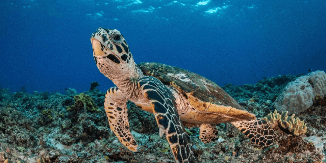 Machine learning : DeepMind et Zindi s’associent pour la conservation des tortues, le temps d’un challenge